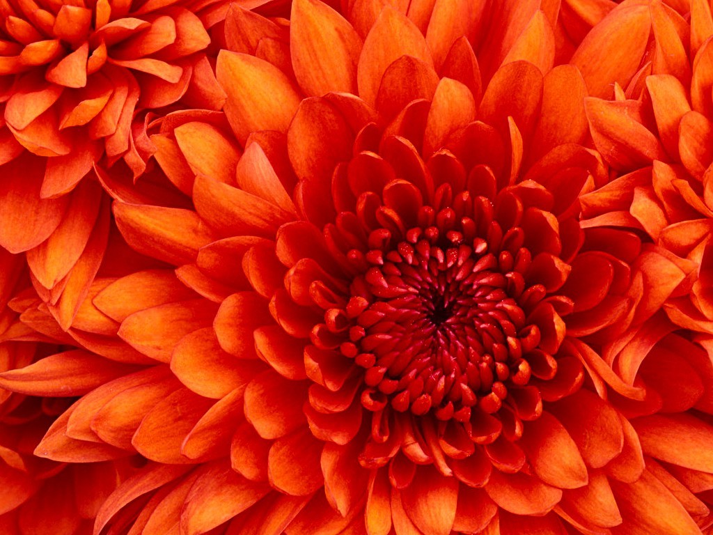 macro, Flowers, Orange Flowers Wallpaper