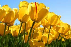 tulips, Flowers, Nature, Yellow Flowers