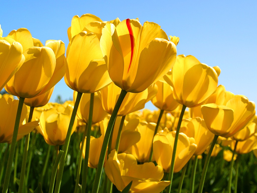 tulips, Flowers, Nature, Yellow Flowers Wallpapers HD / Desktop and
