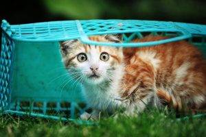 cat, Animals, Baskets, Grass