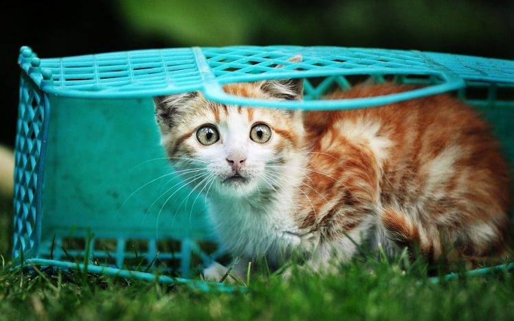cat, Animals, Baskets, Grass HD Wallpaper Desktop Background