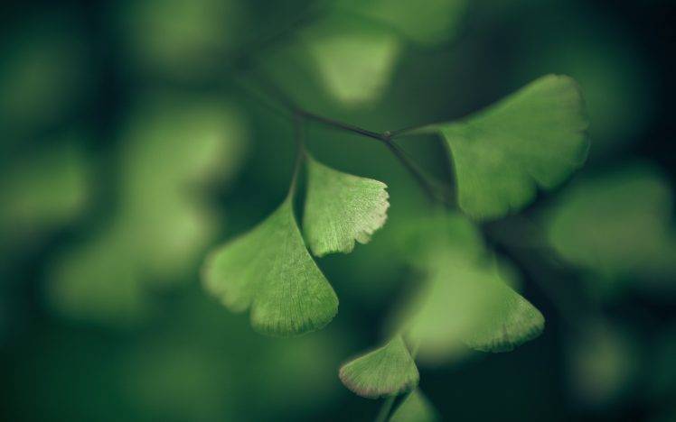 green, Leaves, Ginko, Depth Of Field, Plants, Nature, Macro, Closeup HD Wallpaper Desktop Background