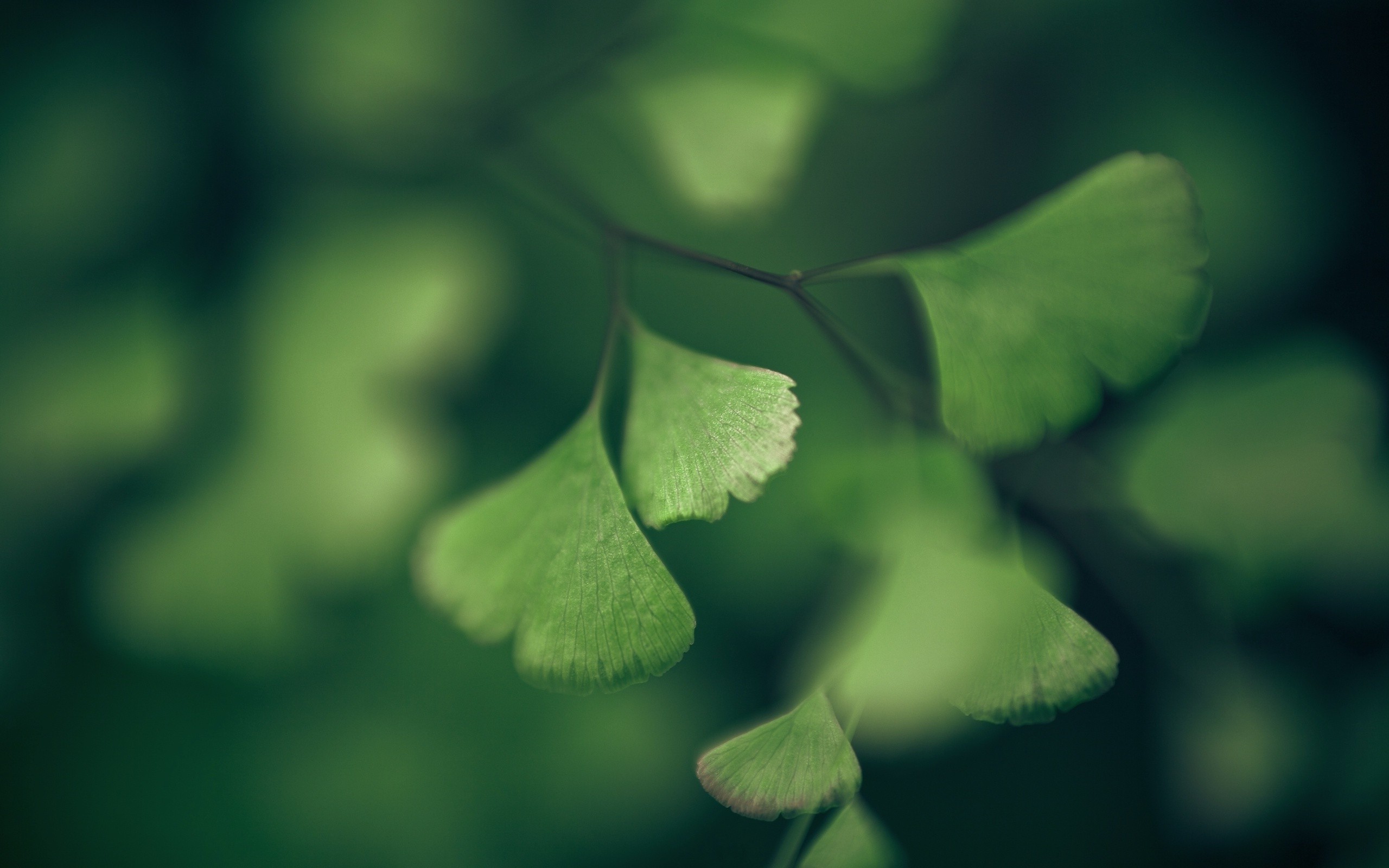 green, Leaves, Ginko, Depth Of Field, Plants, Nature, Macro, Closeup Wallpaper