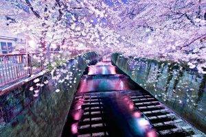 river, Cherry Blossom
