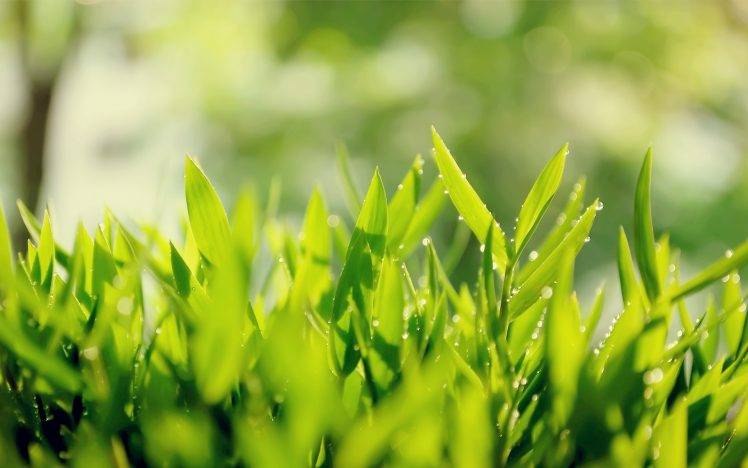 nature HD Wallpaper Desktop Background