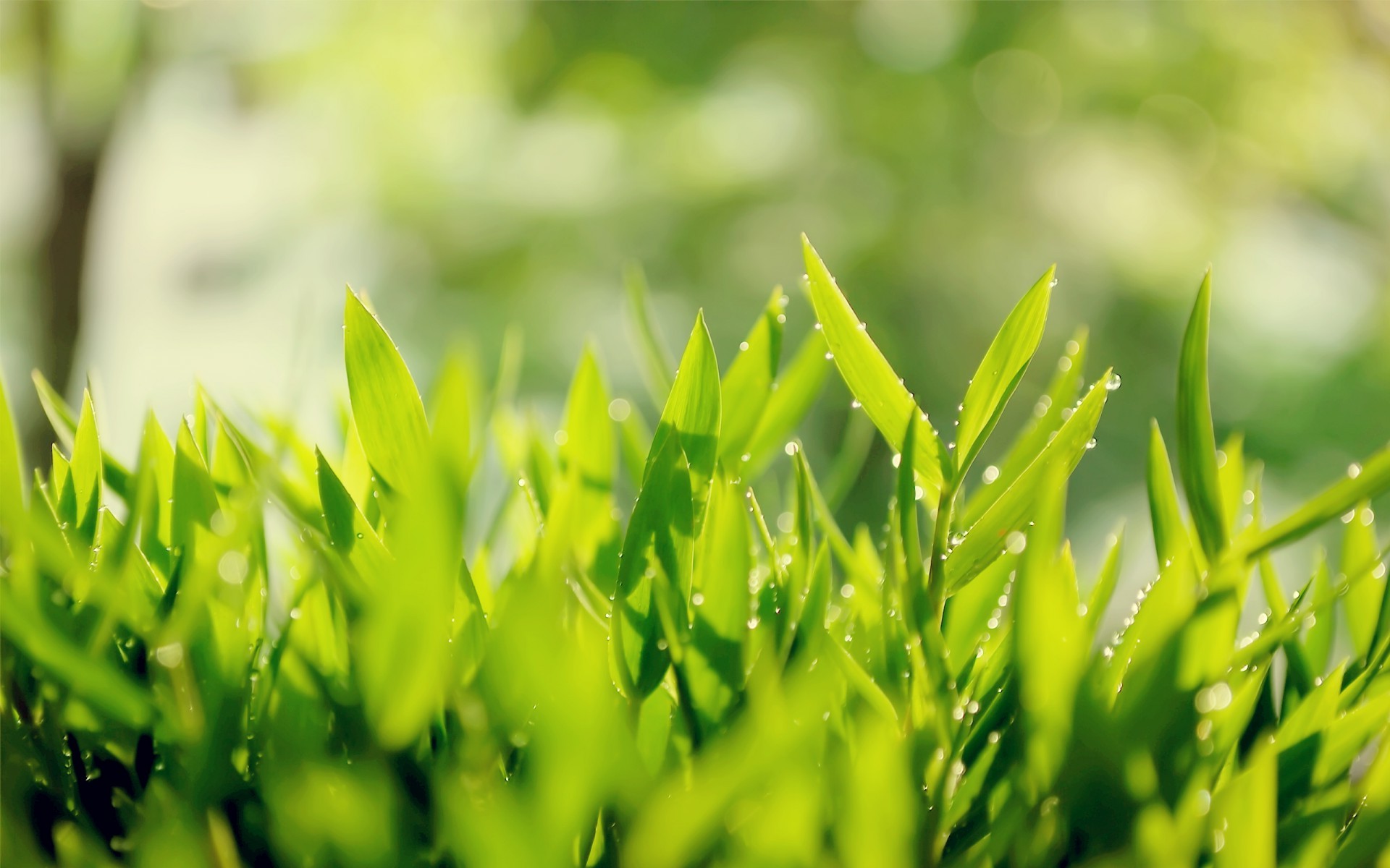 nature Wallpaper