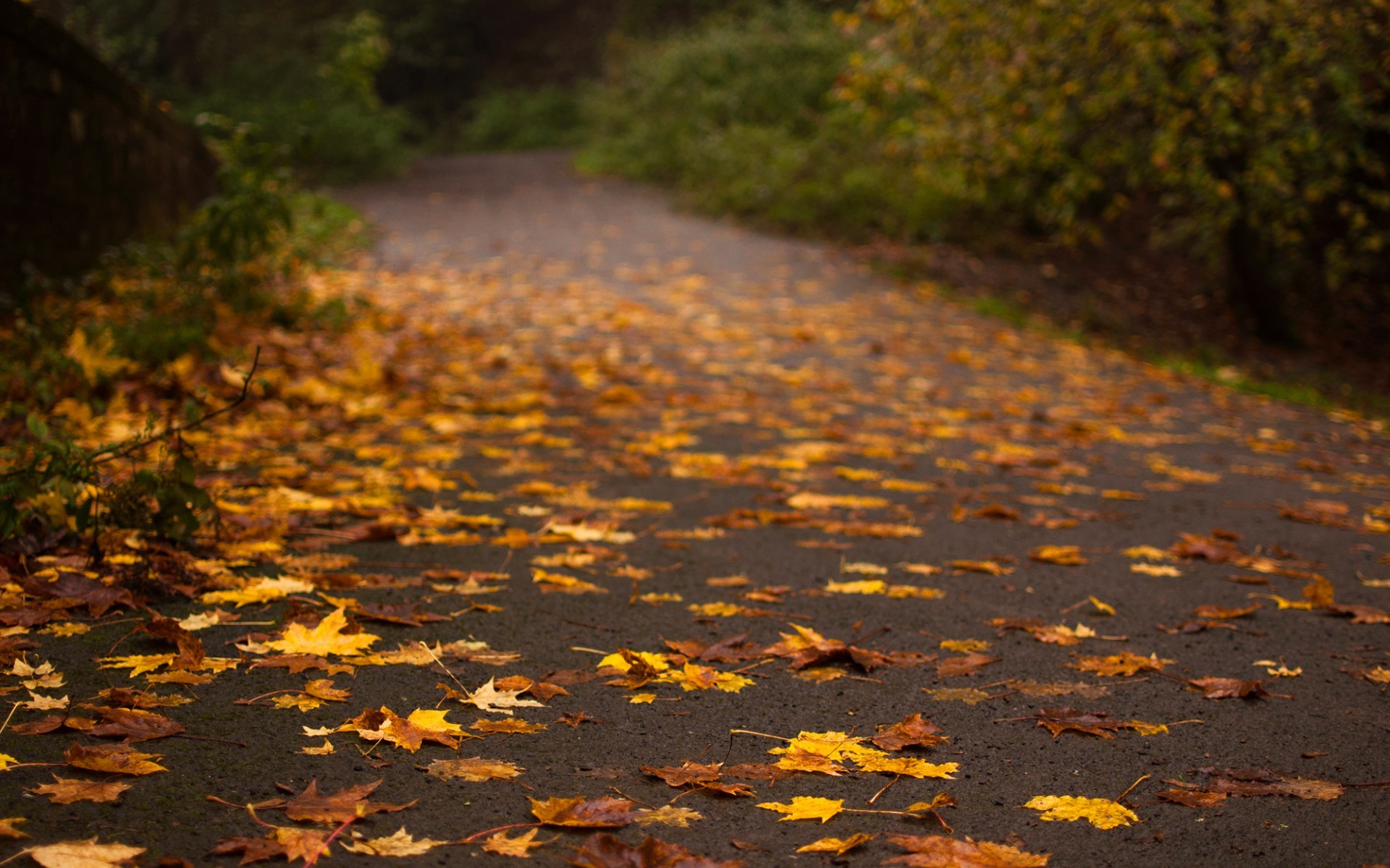 road, Nature Wallpaper