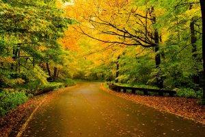 nature, Road, Trees
