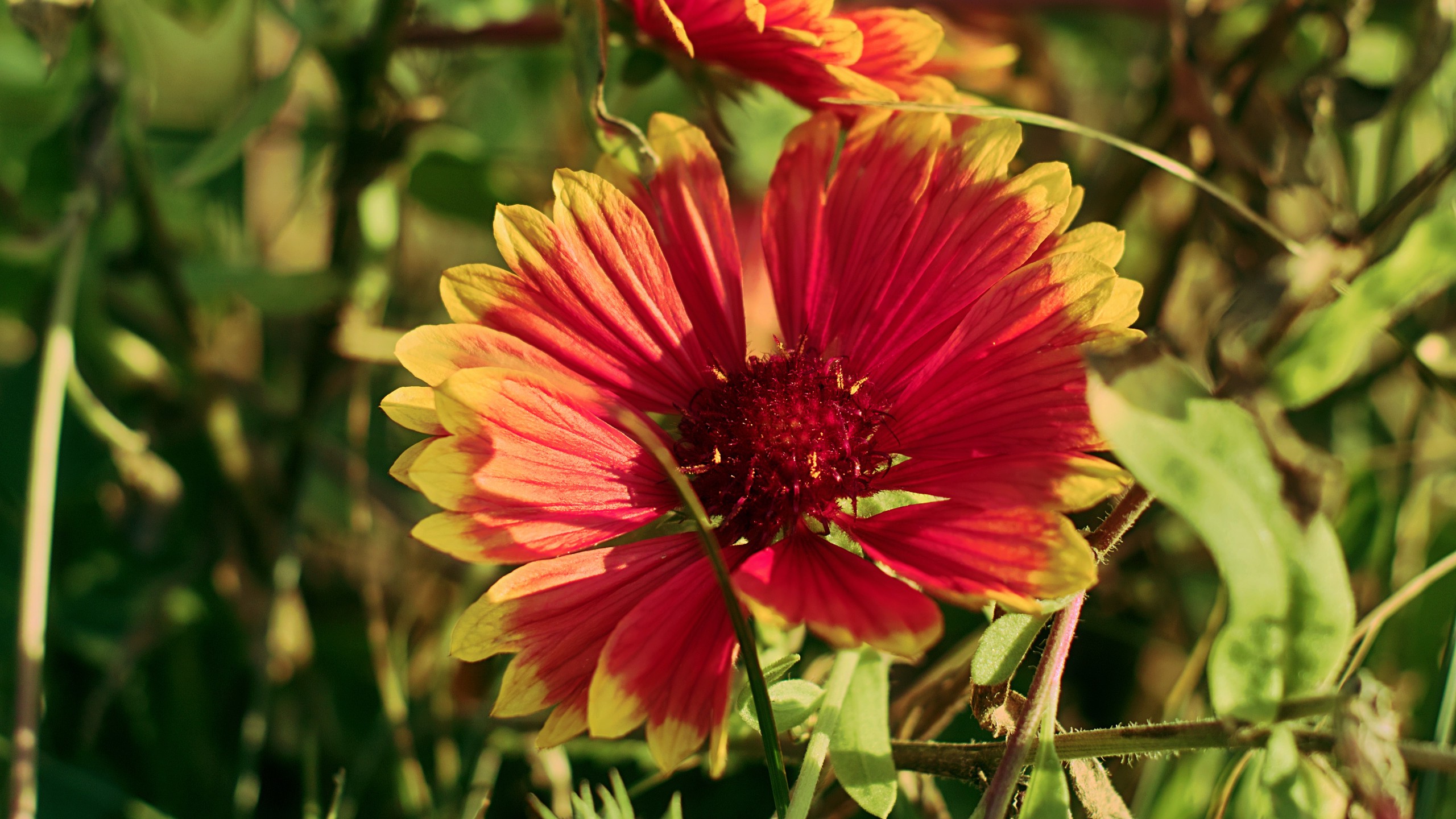 flowers, Nature Wallpaper