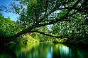 nature, River, Trees