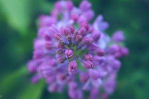 lilac, Nature, Plants