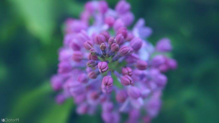 lilac, Nature, Plants HD Wallpaper Desktop Background