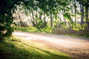 forest, Nature, Road, Branch, Sunlight, Depth Of Field, Trees, Grass