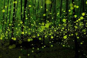 fireflies, Forest, Green, Nature, Bokeh
