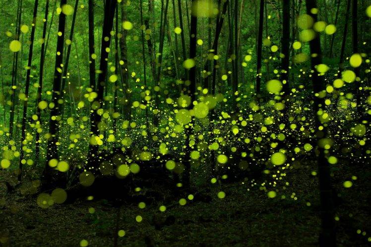 fireflies, Forest, Green, Nature, Bokeh HD Wallpaper Desktop Background