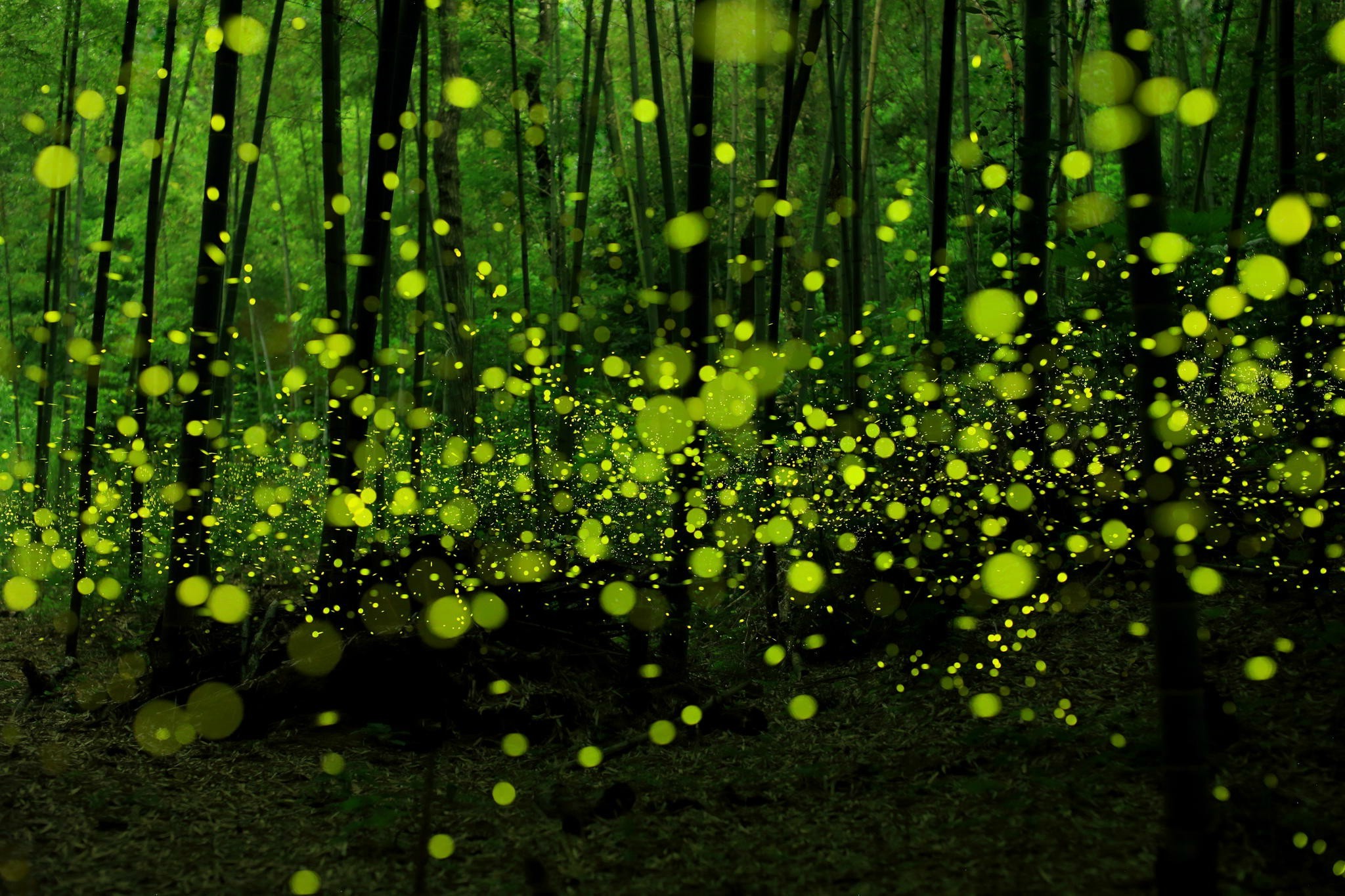 Download hd wallpapers of 74516-fireflies, Forest, Green, Nature, Bokeh. 