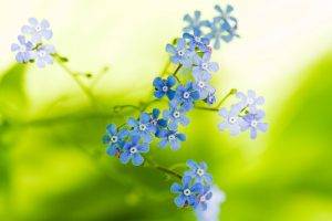 flowers, Blue Flowers, Forget me nots