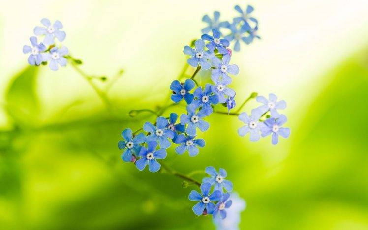 flowers, Blue Flowers, Forget me nots HD Wallpaper Desktop Background
