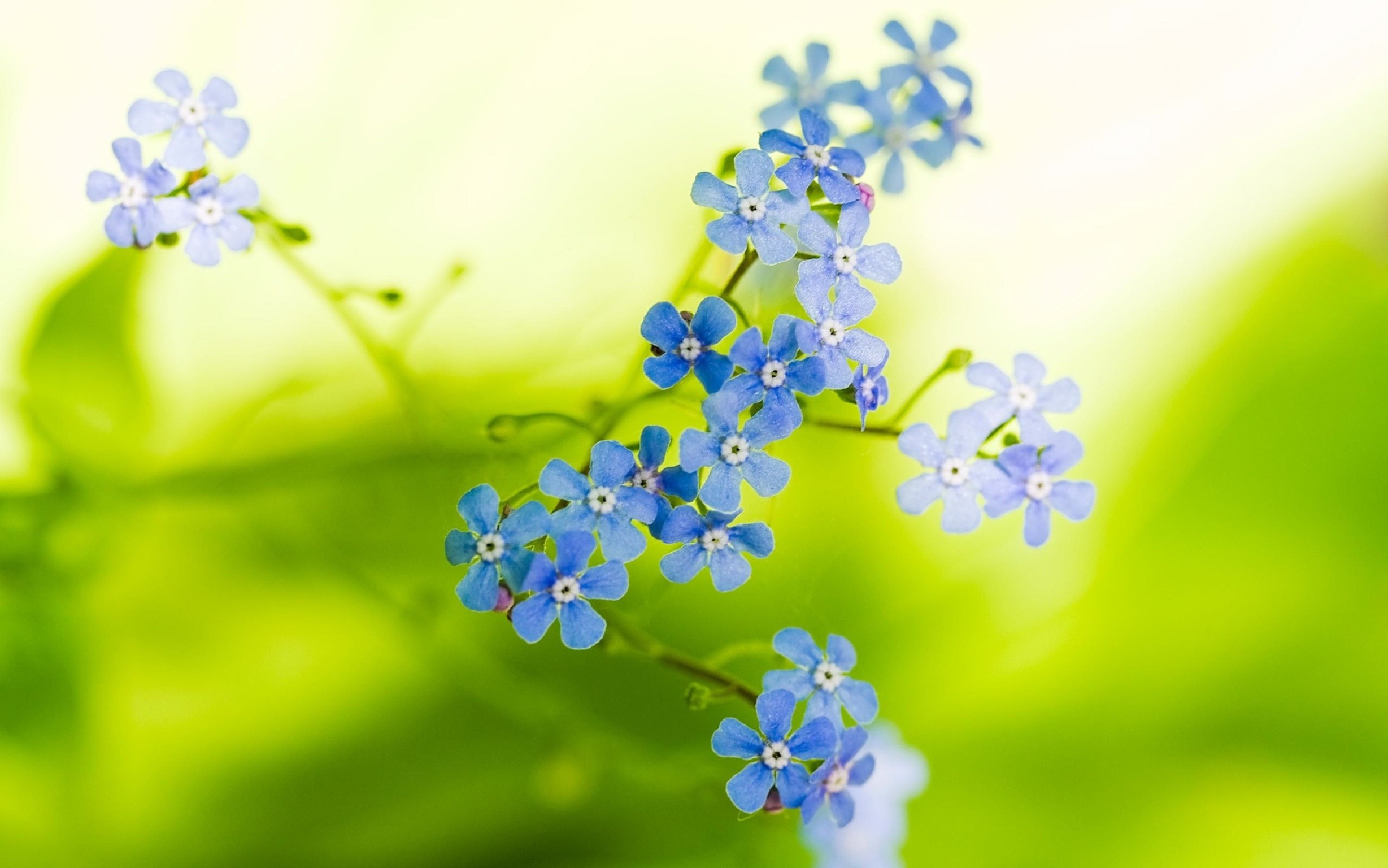 flowers, Blue Flowers, Forget me nots Wallpaper
