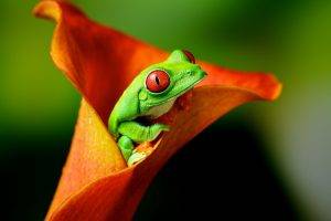 animals, Frog, Flowers, Amphibian, Red Eyed Tree Frogs
