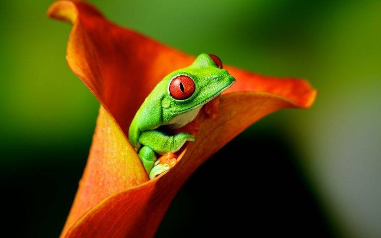 animals, Frog, Flowers, Amphibian, Red Eyed Tree Frogs HD Wallpaper Desktop Background