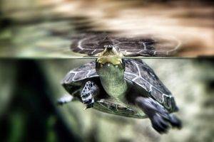 animals, Turtle, Split View, Water