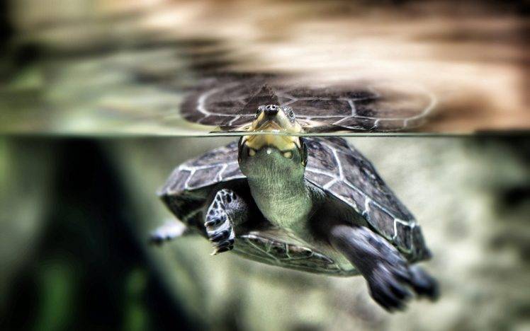 animals, Turtle, Split View, Water HD Wallpaper Desktop Background