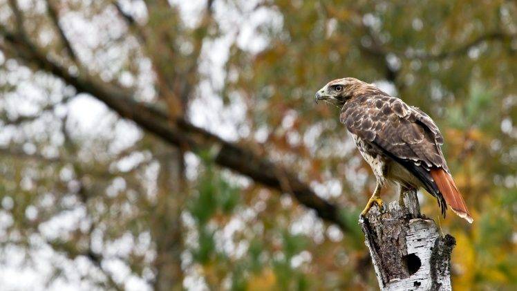 animals, Eagle, Hawks, Birds, Fall HD Wallpaper Desktop Background