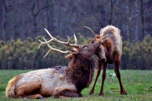 animals, National Geographic, Elk, Baby Animals