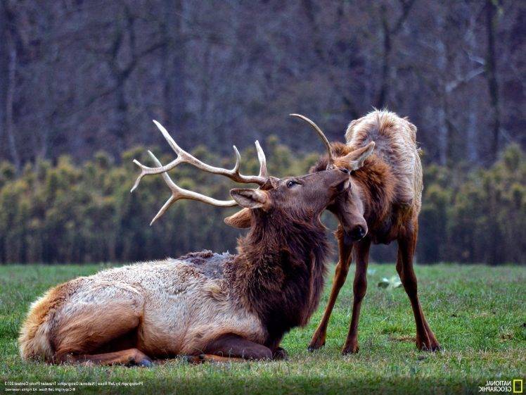 animals, National Geographic, Elk, Baby Animals HD Wallpaper Desktop Background