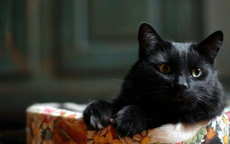 animals, Black Cats, Cat HD Wallpaper Desktop Background