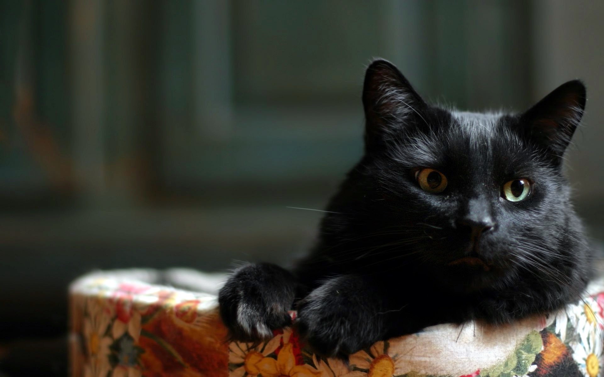 animals, Black Cats, Cat Wallpaper