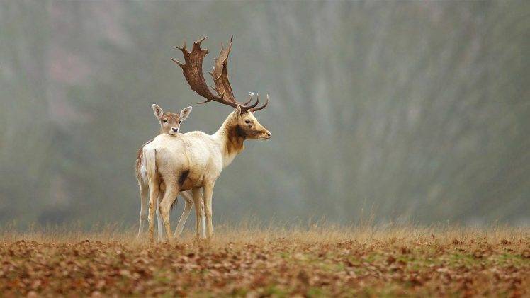 animals, Baby Animals, Deer, Fawns HD Wallpaper Desktop Background