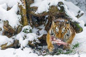 animals, Meat, Snow, Tiger