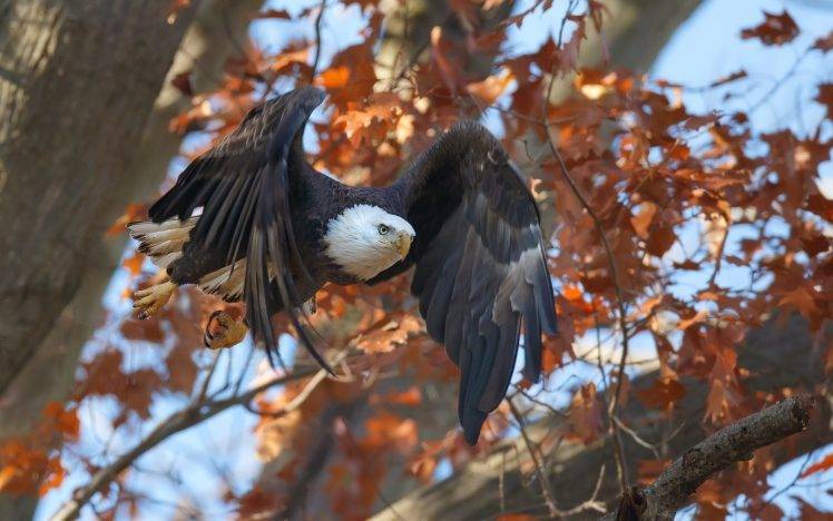 animals, Birds, Eagle, Fall, Flying HD Wallpaper Desktop Background