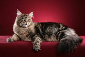 animals, Cat, Red Background, Maine Coon