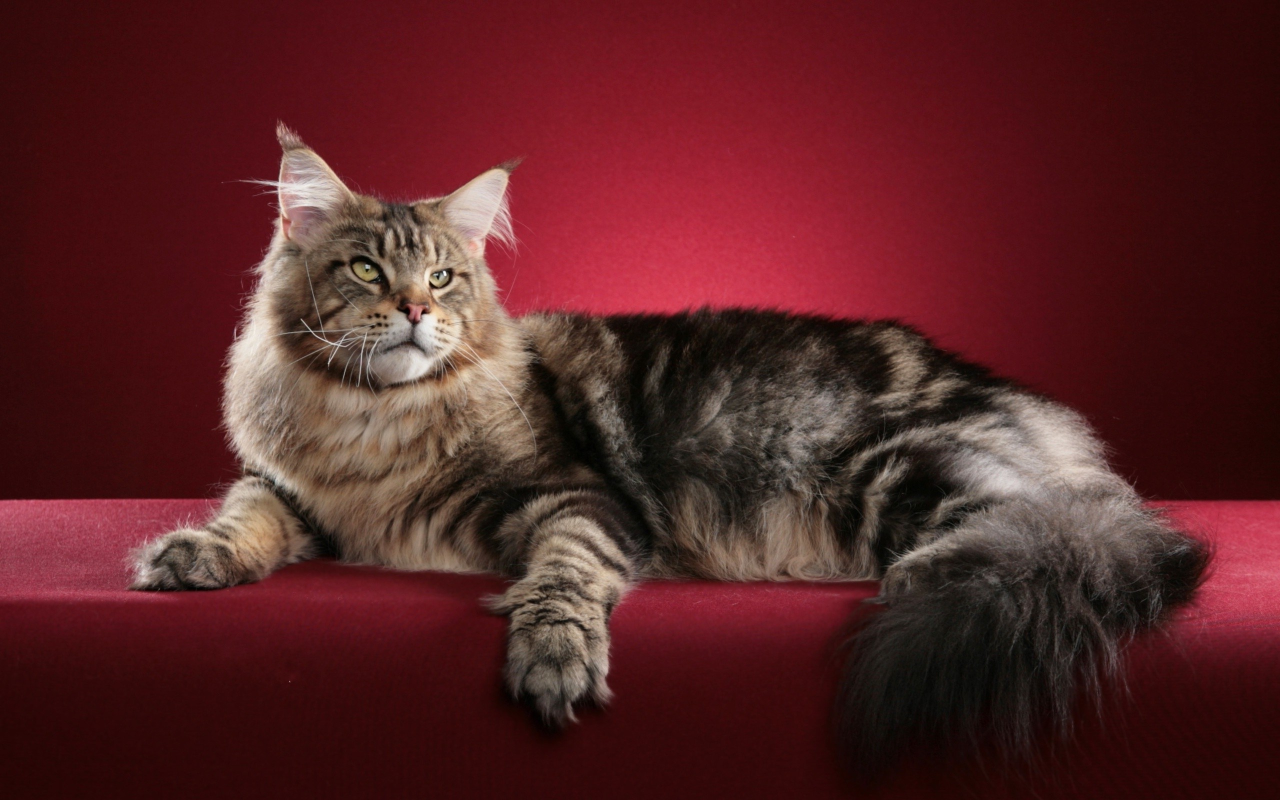 animals, Cat, Red Background, Maine Coon Wallpaper