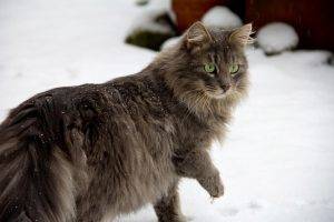 animals, Snow, Cat