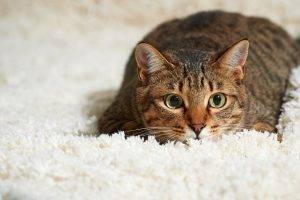 animals, Carpets, Cat