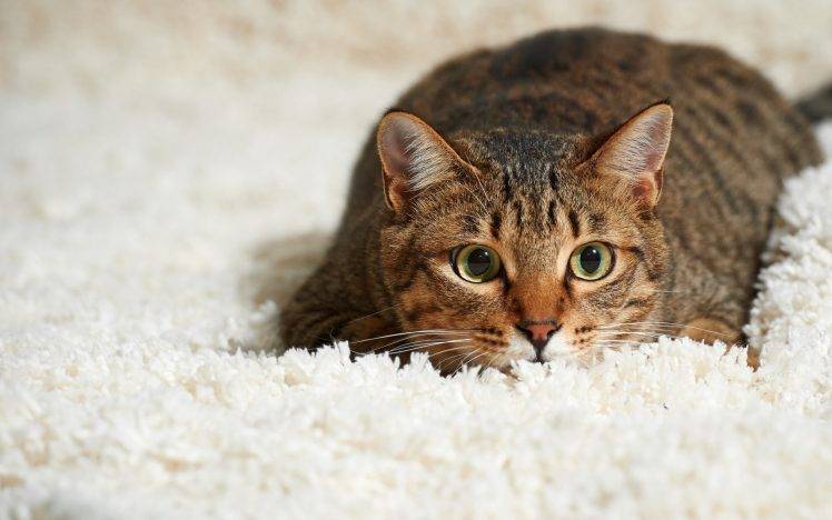 animals, Carpets, Cat HD Wallpaper Desktop Background