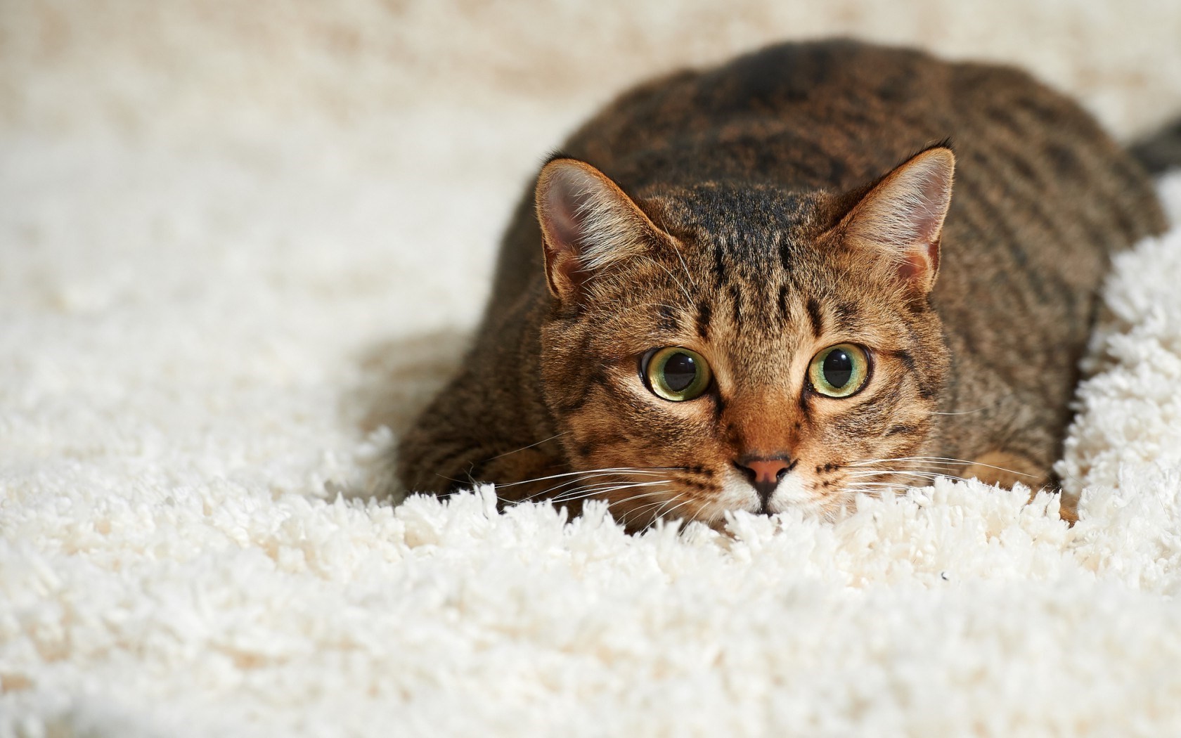 animals, Carpets, Cat Wallpaper