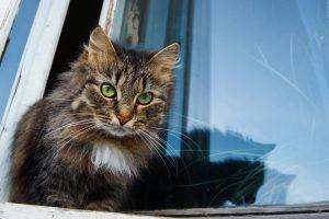 animals, Window, Cat, Kittens