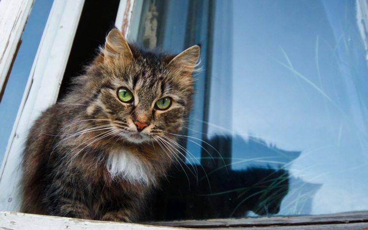 animals, Window, Cat, Kittens HD Wallpaper Desktop Background