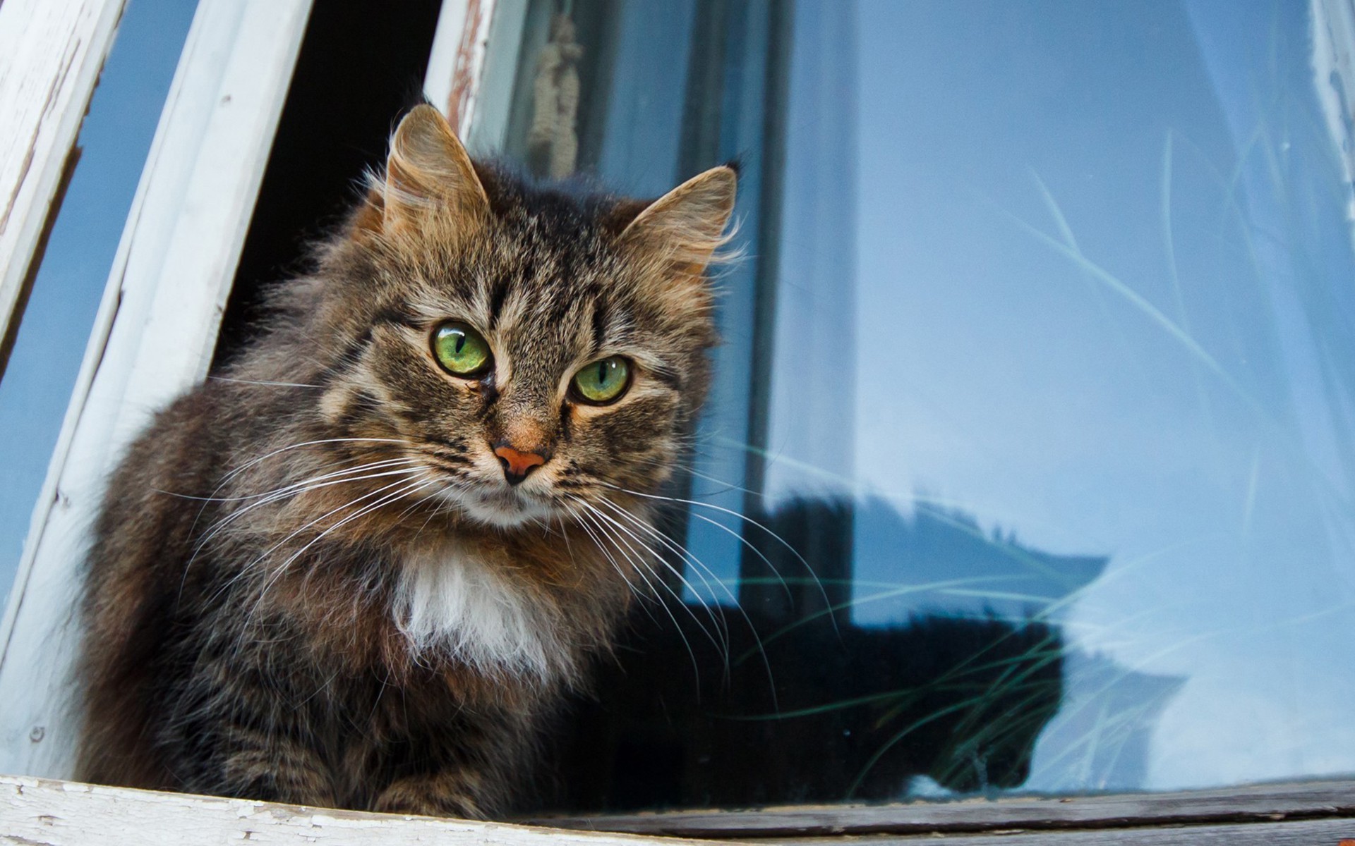 animals, Window, Cat, Kittens Wallpaper