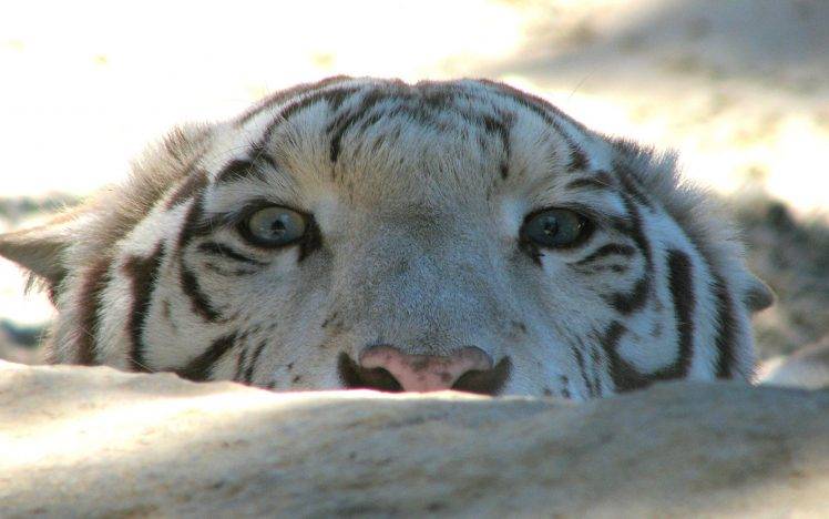 tiger, Animals, Snow, White Tigers HD Wallpaper Desktop Background