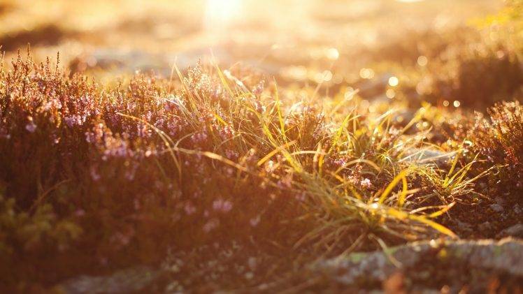 nature, Sunlight, Flowers, Depth Of Field, Bokeh HD Wallpaper Desktop Background
