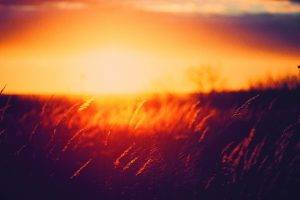 grass, Sunset, Golden Hour, Nature