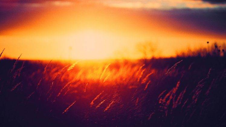 grass, Sunset, Golden Hour, Nature HD Wallpaper Desktop Background
