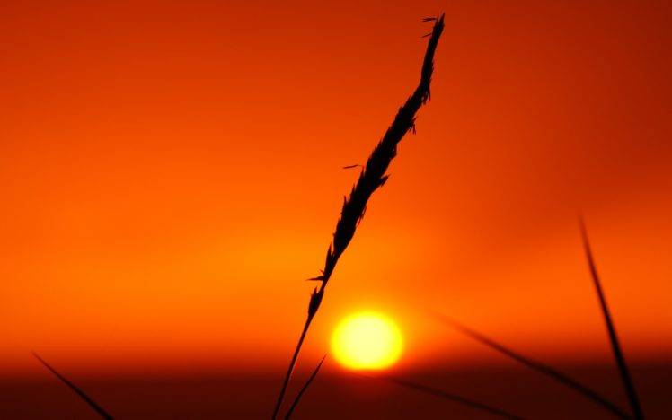 silhouette, Sunset, Sun, Nature, Golden Hour HD Wallpaper Desktop Background