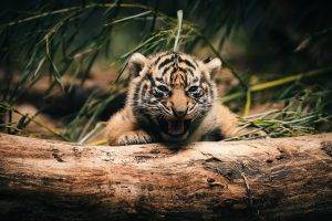 tiger, Baby Animals, Log, Animals